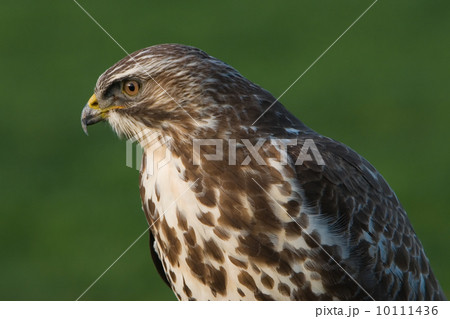 Buzzard (Eemnes, the Netherlands) 10111436