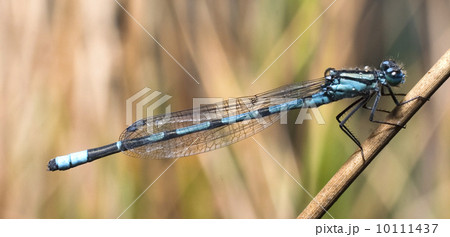 Dragonfly Dragonfly 10111437