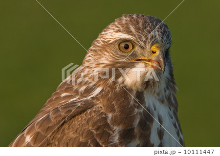 Buzzard (Eemnes, the Netherlands) 10111447