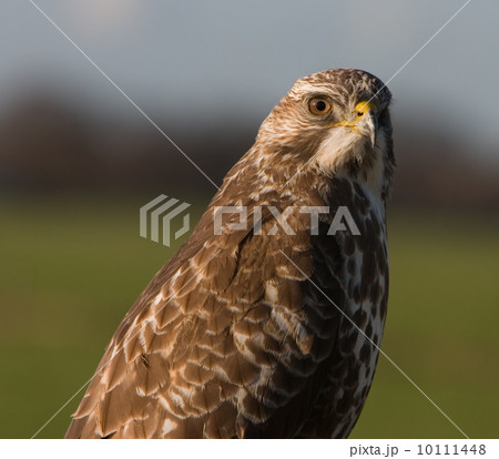 Buzzard (Eemnes, the Netherlands) 10111448