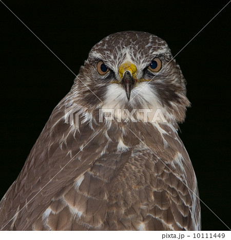 Buzzard (Eemnes, the Netherlands) 10111449