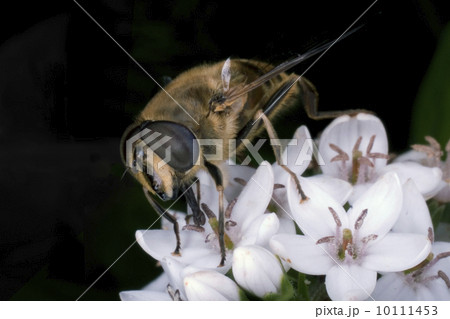 Macro of a bee 10111453