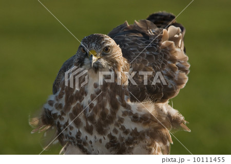 Buzzard (Eemnes, the Netherlands) 10111455
