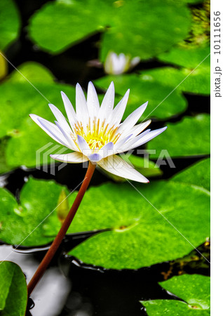 White Water Lily 10111656