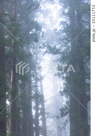 箱根の杉並木 箱根の杉並木 10111753