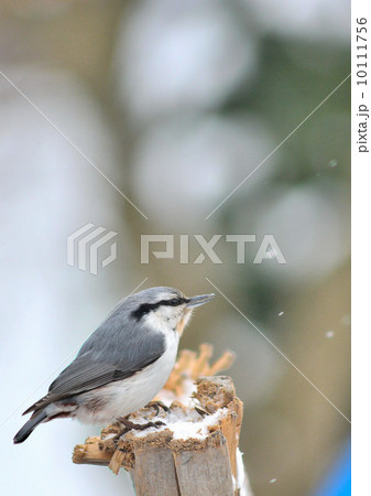 ゴジュウカラ ゴジュウカラ 10111756