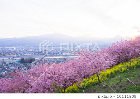 桜の丘 桜の丘 10111809