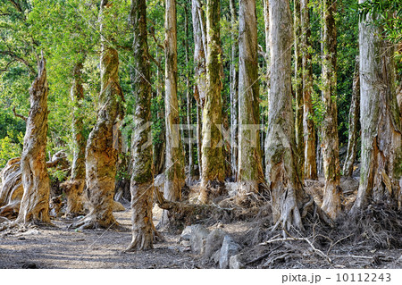 beautiful green forest 10112243