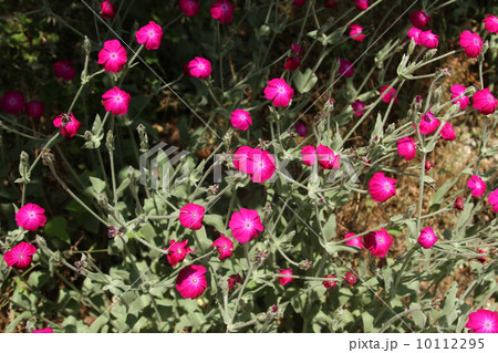 スイセンノウ 10112295