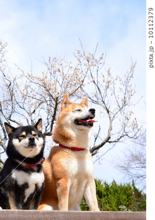 仲良し兄妹♪ 仲良し兄妹♪ 10112379