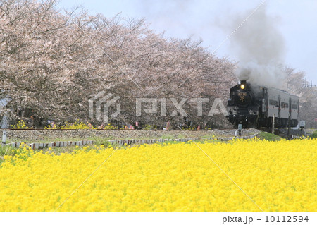 真岡鐵道「桜と菜の花満開の北真岡を走るSLもおか号」 10112594