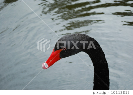 Black swan on a lake Black swan on a lake 10112815
