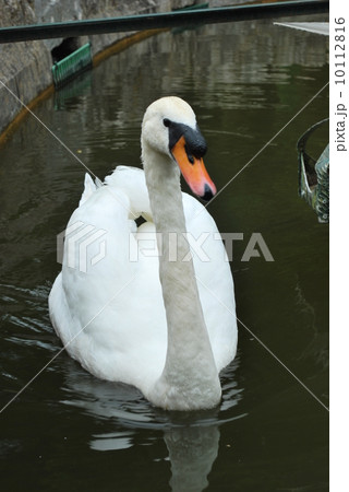 Mute swan on a lake Mute swan on a lake 10112816