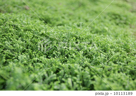 コケ コケ 10113189