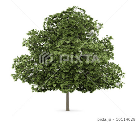 common maple tree isolated on white background common maple tree isolated on white background 10114029