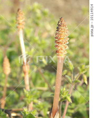 春の訪れ(野原のツクシ) 春の訪れ(野原のツクシ) 10114914