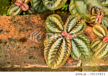 Flame violet flower and leaves in garden Flame violet flower and leaves in garden 10114921