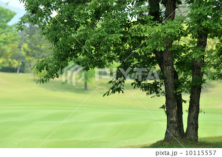樹木 樹木 10115557