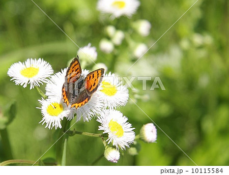 ヒメジオン 10115584