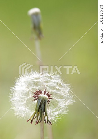 ワタゲのタンポポ 10115588