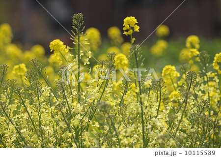 菜の花 10115589
