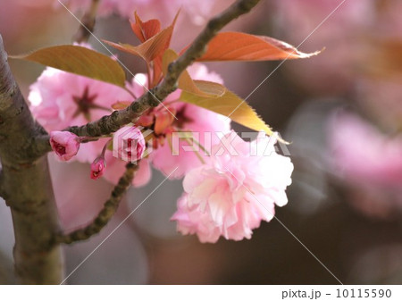 桜 桜 10115590