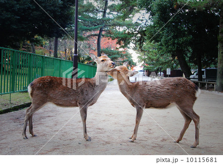生物 クリーチャー 生き物 10115681