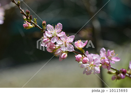 ユスラウメの花 ユスラウメの花 10115693