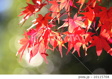 夕闇 たそがれ 薄暮 10115708