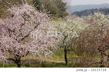 梅林風景 01 梅林風景 01 10115718