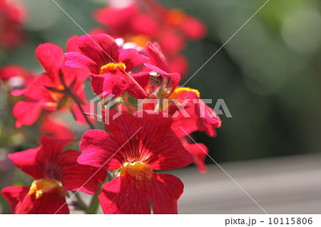 サンサシア サンサシア 10115806