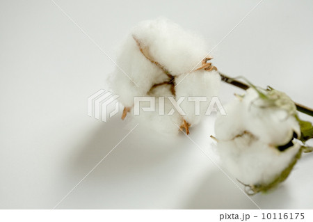 綿の実 10116175