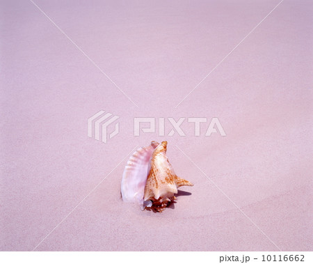 ピンク・サンド・ビーチ  10116662