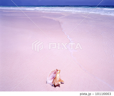 ピンク・サンド・ビーチ  10116663