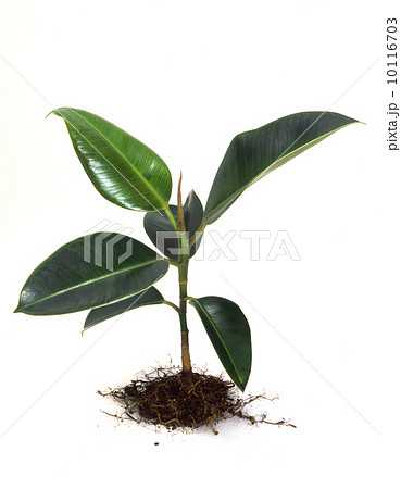 ゴムの木 ゴムの木 10116703