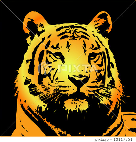 tiger portrait tiger portrait 10117551