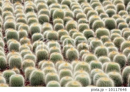 Cactus cultivation (the Netherlands) 10117646