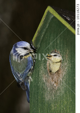 Blue tit feeding its young Blue tit feeding its young 10118273