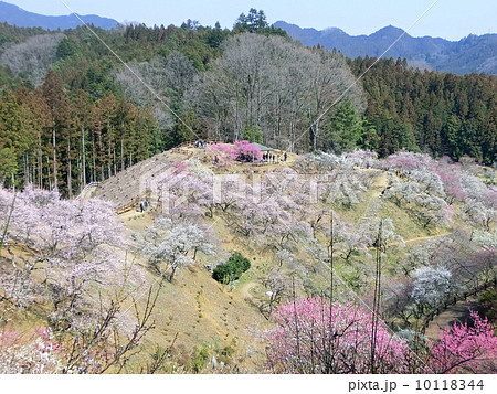 東京都青梅市の梅の公園(全伐採直前) 東京都青梅市の梅の公園(全伐採直前) 10118344