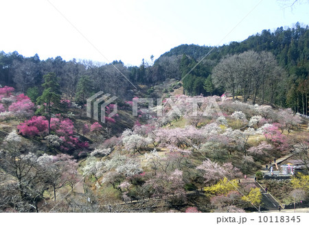 青梅市梅の公園（全伐採直前） 10118345