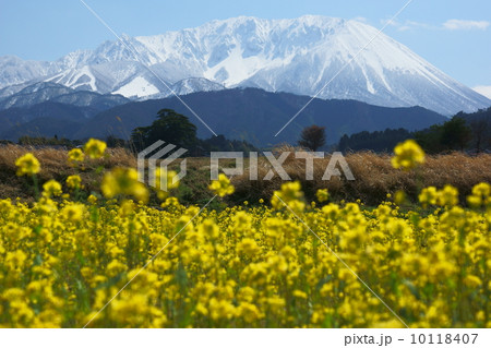 北大山の菜の花畑 10118407