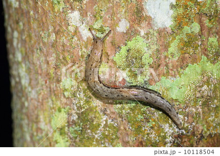 ヤマナメクジ ヤマナメクジ 10118504