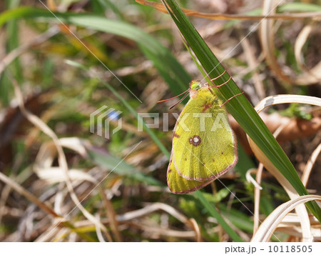モンキチョウ 10118505