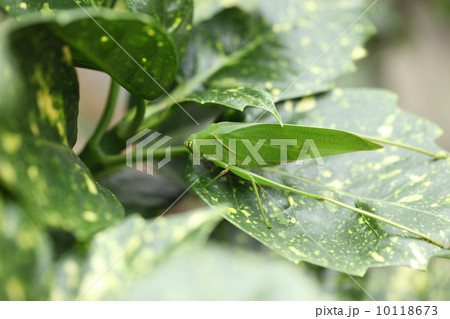 昆虫（サトクダマキモドキ） 10118673