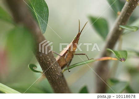 昆虫（ショウリョウバッタ） 10118678