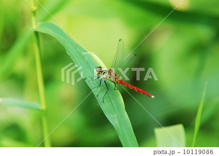 マイコアカネ 10119086