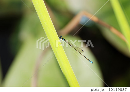 アジアイトトンボ 10119087