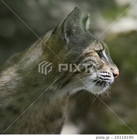 Bobcat Portrait 10119190