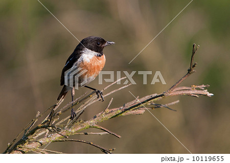African Stonechat (Saxicola torquatus) 10119655