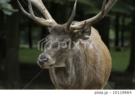 Deer (Cervus elaphus) 10119664